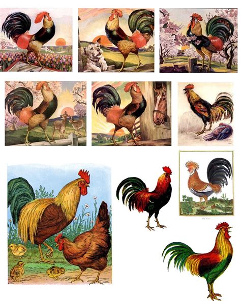 pictures of roosters and hens|free printable images of roosters.